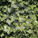 DEU, Deutschland, Rankender Efeu an einer Wand | Germany - ivy on a wall