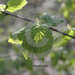 DEU, Deutschland, Lindenblaetter an einem Zweig | Germany - lime leaves an a branch